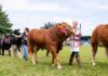 Kent County Show Is Top Attraction This Weekend