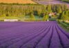 Popular Lavender Farm Installs Wi-Fi Boosters For Guests