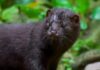 Scheme To Cut Mink Numbers In Kent By 90%
